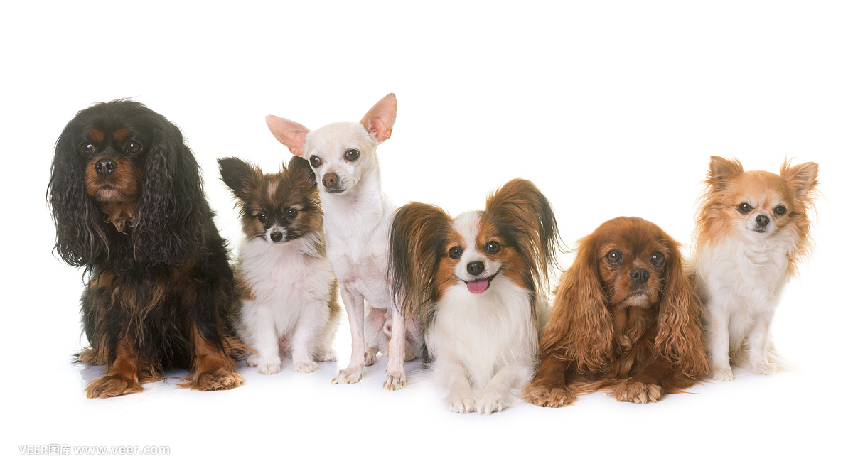 Introduction to Common Dog Breeds