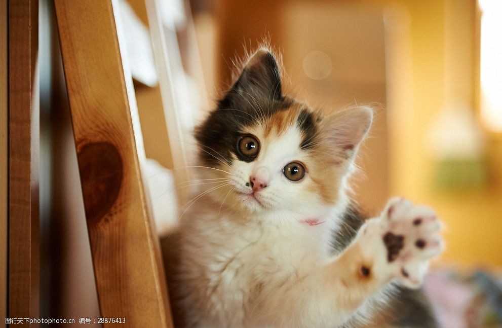 Introduction to Common Cat Breeds